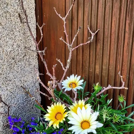 Kwatera prywatna Altstadtdomizil Morgenroete